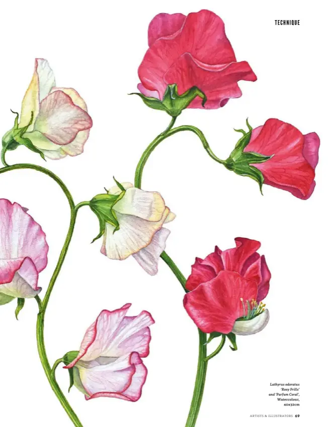  ?? ?? Lathyrus odoratus ‘Rosy Frills’ and ‘Parfum Coral’, Watercolou­r, 40x32cm