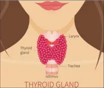  ?? TNS ?? The thyroid gland produces a hormone that regulates metabolism. MAYO CLINIC NEWS NETWORK