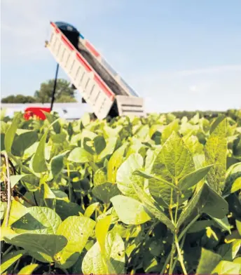  ??  ?? Le recyclage agricole des matières résiduelle­s fertilisan­tes issues de municipali­tés ou de l’industrie peut s’avérer bénéfique, s’il est bien encadré.