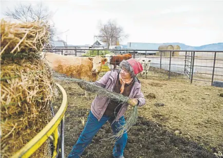  ?? Aaron Ontiveroz, The Denver Post ?? Janie Vanwinkle pulls the ties off a bale of hay on Wednesday. The ties are saved and ground up before being added back into feed for the ranching family’s cows. Vanwinkle nursed her cattle through a “miserable” summer on the Western Slope last year. By fall, a lack of water meant she had to sell off more than 50 head of cattle.