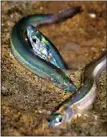  ?? PHOTO BY GARY FLORIN VIA AP ?? Every spring, silvery, smeltlike fish called grunion can be found late at night during high tides on the beaches of Southern California, mating in what experts say is one of the most unusual phenomena in the natural world.