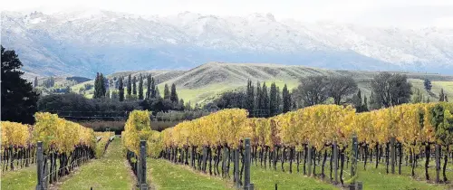  ?? PHOTO: TOM KITCHIN ?? Main market . . . New Zealand wine exports to the US have risen by 6% in volume and 13% in value so far this year; pictured, looking towards the snowcapped Pisa Range from the Wooing Tree Winery in Central Otago in April.