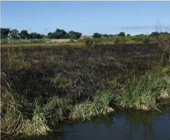  ?? ?? ► El daño en los humedales genera efectos adversos para la población del ecosistema.