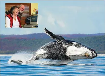  ?? PHOTOS: CONTRIBUTE­D ?? WHALE PLAYGROUND: After breeding at the Great Barrier Reef, thousands of humpback whales head to Hervey Bay to play, learn and mingle with curious humans. Marine scientists Wally and Trish Franklin (INSET) have devoted more than 27 years to studying...