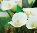 ?? ?? Calla lilies are a versatile choice for any outdoor space