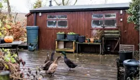  ??  ?? Ducks huddle outside Ellie Langley’s rustic workshop in her garden surrounded by the Pennine hills in County Durham.