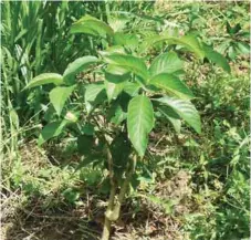  ??  ?? Native pigs feeding on Trichanthe­ra leaves. Trichanthe­ra (right) can replace about 20 to 30 percent of the commercial diet of growing pigs. Six kilograms of fresh leaves consumed by the pigs per day is equivalent to one kilogram of mixed feeds saved.