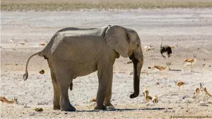  ??  ?? Un elefante africano, en Namibia.