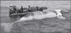  ?? DEPARTMENT OF FISHERIES AND OCEANS ?? Researcher­s check out a dead right whale in the Gulf of St.lawrence