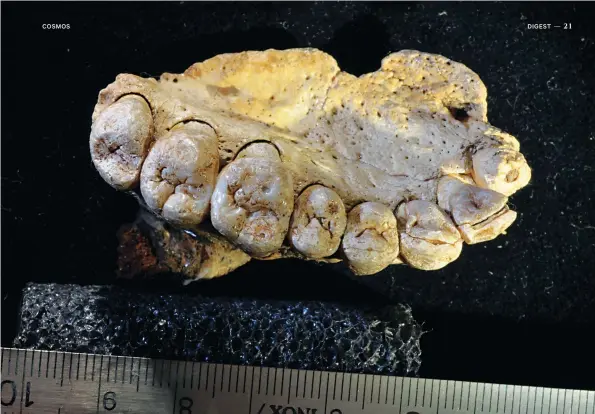  ?? CREDIT: GERHARD WEBER / UNIVERSITY OF VIENNA ?? This jaw from Misliya cave in Israel indicates the exodus of modern humans from Africa took place 100,000 years earlier than thought.