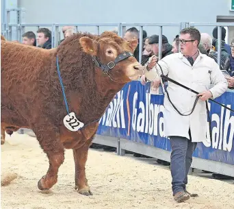  ?? ?? Locals Stirling-based Limousin bull Burnbank Sydney with owner John Graham on parade in the pre-sale show