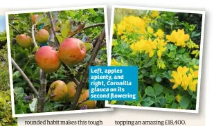  ??  ?? Left, apples aplenty, and right, Coronilla glauca on its second flowering