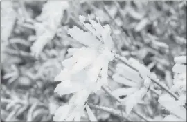  ?? SKI BOWL VIA THE ASSOCIATED PRESS ?? An early snowfall blankets wildflower­s still hanging onto summer at Ski Bowl on Thursday in Norden. Snow is falling in the Sierra Nevada, dusting hills and ski resorts.