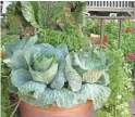  ??  ?? Virtually all winter greens can be easily grown in pots or grow boxes.