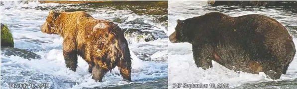  ??  ?? Brown Bear 747, who dines on sockeye salmon at Brooks Falls in Alaska’s Katmai National Park, is a favourite in the park’s annual Fat Bear Week.