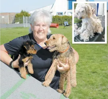  ?? PHOTOS ÉRIC YVAN LEMAY ET COURTOISIE ?? Martine Farley, du Centre canin Vallée du Richelieu, est heureuse de la réouvertur­e des salons de toilettage. Au début du mois, elle a reçu quelques chiens en urgence, dont certains avaient grand besoin de soins d’hygiène (en mortaise).