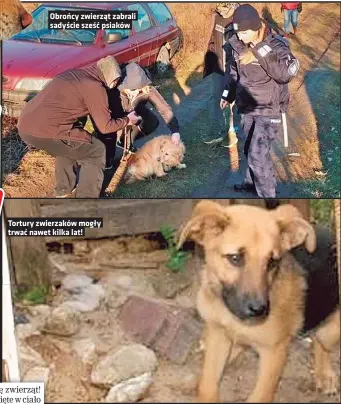  ??  ?? Obrońcy zwierząt zabrali sadyście sześć psiaków
Tortury zwierzaków mogły trwać nawet kilka lat!