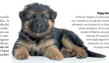  ??  ?? Puppy class
Il Pastore Tedesco va d’accordo con i bambini e con gli altri animali domestici, ma è dotato di un forte istinto protettivo che lo può rendere diffidente verso gli estranei. Per questo è bene fargli seguire fin da piccolo un corso
di puppy class.