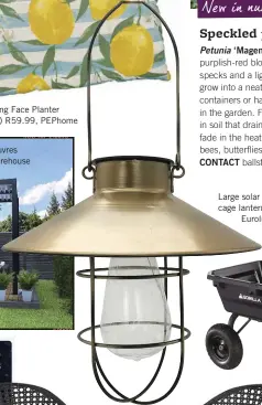  ?? ?? Standing Face Planter (15cm) R59.99, PEPhome
Hammond aluminium pergola with adjustable louvres
(3 x 4m) R39 990 (deck not included), Patio Warehouse
Petunia ‘Magenta Mambo’
CONTACT
Large solar hanging cage lantern R358, Eurolux