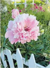  ??  ?? A peony propped up by a picket fence. No big storms and wilting heat prolongs the bloom times.