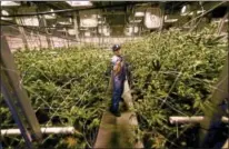  ?? FILE PHOTO ?? David Lipton, managing partner of Advanced Grow Labs, a medical marijuana production facility in West Haven, Connecticu­t, in a flower room at the plant.