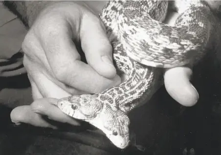  ?? Mike Maloney / The Chronicle ?? The two-headed gopher snake at the Steinhart Aquarium was a popular exhibit in the reptile area of the aquarium for decades..