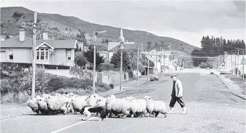  ?? PHOTO: OTAGO DAILY TIMES FILES ?? The rural atmosphere of Kaitangata was confirmed in October 1979 when Digger Ramsay drove some of his sheep, which he grazes on vacant sections, through the town.