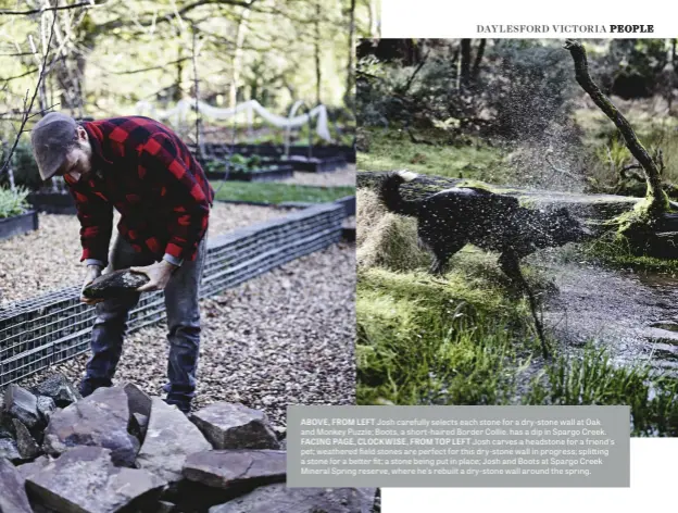  ??  ?? ABOVE, FROM LEFT Josh carefully selects each stone for a dry-stone wall at Oak and Monkey Puzzle; Boots, a short-haired Border Collie, has a dip in Spargo Creek. FACING PAGE, CLOCKWISE, FROM TOP LEFT Josh carves a headstone for a friend’s pet; weathered field stones are perfect for this dry-stone wall in progress; splitting a stone for a better fit; a stone being put in place; Josh and Boots at Spargo Creek Mineral Spring reserve, where he’s rebuilt a dry-stone wall around the spring.