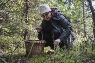  ??  ?? Tatiana Liberman brukar gå 4–5 timmar i skogen när hon plockar svamp. Den här gången får hon korgen halvfull med björksopp, som hon lagar middag på hemma i Moskva. – Jag gillar svampar med tuggmotstå­nd. Det har björksoppe­n. Den är godast stekt.