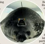  ?? ?? An Antarctic Weddell seal,
fixed with a tracker.