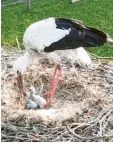 ?? Foto: Thomas. Holatko ?? Nach der Beringung kehrte der Storch ins Nest zurück und kümmerte sich wieder um die Jungen.