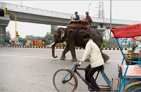  ??  ?? An elephant walking on a main road in New Delhi. After years of pressure from activists who accuse the animals’ owners of flouting wildlife regulation­s by keeping them in a city, authoritie­s have ordered the seizure of the elephants. — Photos: Sajjad Hussain/AFP
