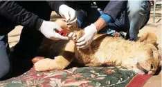  ??  ?? FOUR Paws said it has obtained shocking footage of a lioness, which had its claws removed at Gaza’s oldest zoo.