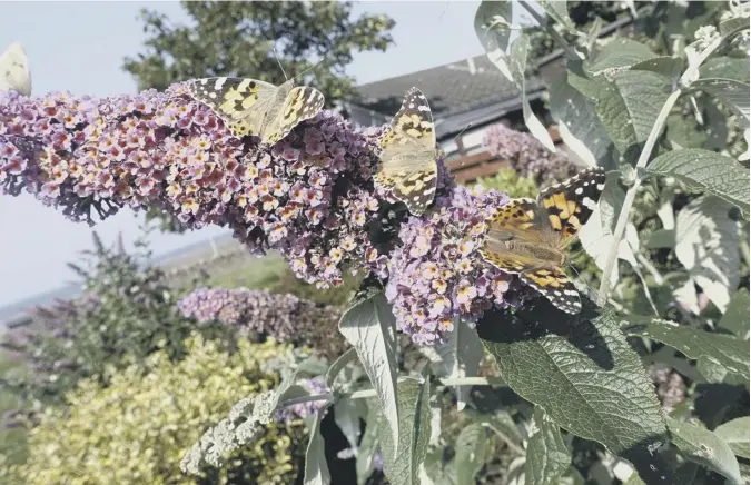  ??  ?? 0 Scotsman reader Richard Herkes writes: “I took these shots of a few Painted Lady butterflie­s after their recent arrival to this country from Africa”