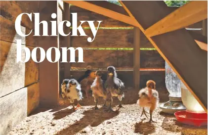  ?? PHOTOS BY SUNNY MONTGOMERY ?? At 3 weeks of age, the author’s chicks began to spend warm, sunny days outside, adjusting to their coop.