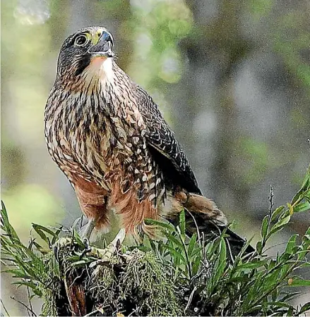  ?? BARRY HARCOURT ?? The ka¯ rearea, or New Zealand falcon, is just one of the endangered species a Waipara trapping initiative aims to protect.