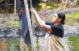  ?? PAUL SANCYA AP ?? Biologist Ashley Wilson prepares a net to capture bats in Sharon Township, Mich., in June as she conducts counts of endangered bat species.