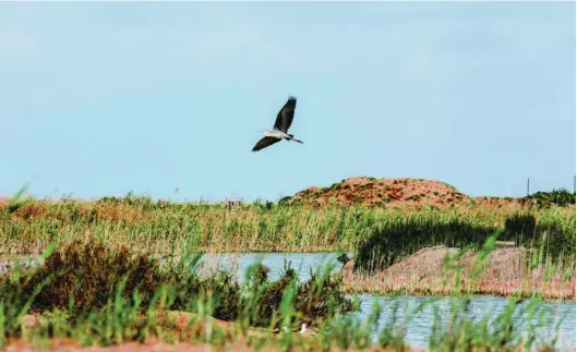  ??  ?? Coca-Cola trata de devolver a la naturaleza el equivalent­e al 100% del agua contenida en sus bebidas cada año