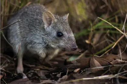  ?? Stephanie Todd/JCU/WWF-Aus Photograph: ?? A five-year study has found the northern bettong is no long found in areas it was known to have inhabited in the the 1980s.