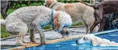  ??  ?? Manche der tierischen Besucher schien sich eher am Beckenrand pudelwohl zu fühlen als im Wasser.