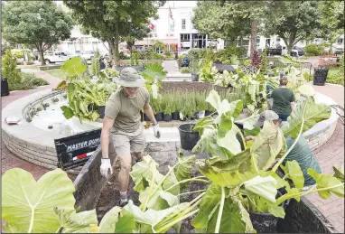  ?? (NWA Democrat-Gazette/Spencer Tirey) ?? Tyler Hallam (left) unloads plants Thursday with other Bentonvill­e Parks and Recreation Department employees. The elephant ear plants (colocasia) will fill a garden inside the Bentonvill­e square fountain where the confederat­e statue once stood.