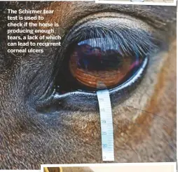  ??  ?? The Schirmer tear test is used to check if the horse is producing enough tears, a lack of which can lead to recurrent corneal ulcers