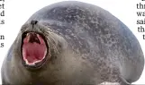  ??  ?? FLIP OUT: Seals can become aggressive protecting their pups