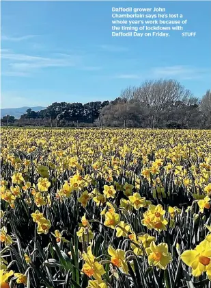  ?? STUFF ?? Daffodil grower John Chamberlai­n says he’s lost a whole year’s work because of the timing of lockdown with Daffodil Day on Friday.