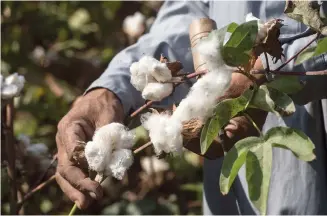  ??  ?? Egypt almost only exports raw cotton, since it does not have the means to process it into fabric.