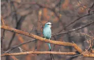  ?? ?? An Abyssinian Roller bird is seen at Bandia Conservati­on Park, Mbour, Senegal, March 2, 2024.