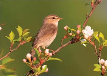  ?? ?? NINE: Dusky Warbler (Wuerqihan, Inner Mongolia, China, 6 June 2019). Dusky Warbler is an increasing­ly regular winterer in Britain and as a result spring records are on the rise. Spring birds are a little more worn and ‘scruffy looking’ than pristine autumn birds, but the basic suite of structural and plumage characters still holds good.