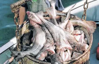  ?? SALTWIRE FILE PHOTO ?? The management plan for the commercial northern cod fishery was revealed by the Department of Fisheries and Oceans on Tuesday.