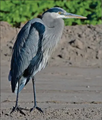  ??  ?? A GREAT HERON hangs out Friday morning near a lettuce field in the Yuma Valley.