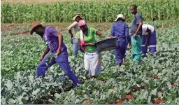  ?? FOTO: LIZA BOHLMANN ?? Die Buhle-studente werk elke dag op die plaas om deeglike, praktiese ervaring van boerderyme­todes in te win. Benewens graangewas­se verbou hulle ook groente vir kontantvlo­ei en leer hoe om winsgewend te boer, selfs op ’n klein stukkie grond.